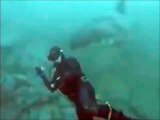 Un plongeur se fait percuter par un grand requin blanc