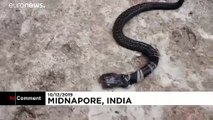 Cobra com duas cabeças encontrada na Índia
