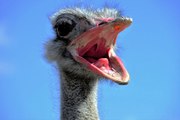 Un avestruz ataca con furia a un hombre en Sudáfrica