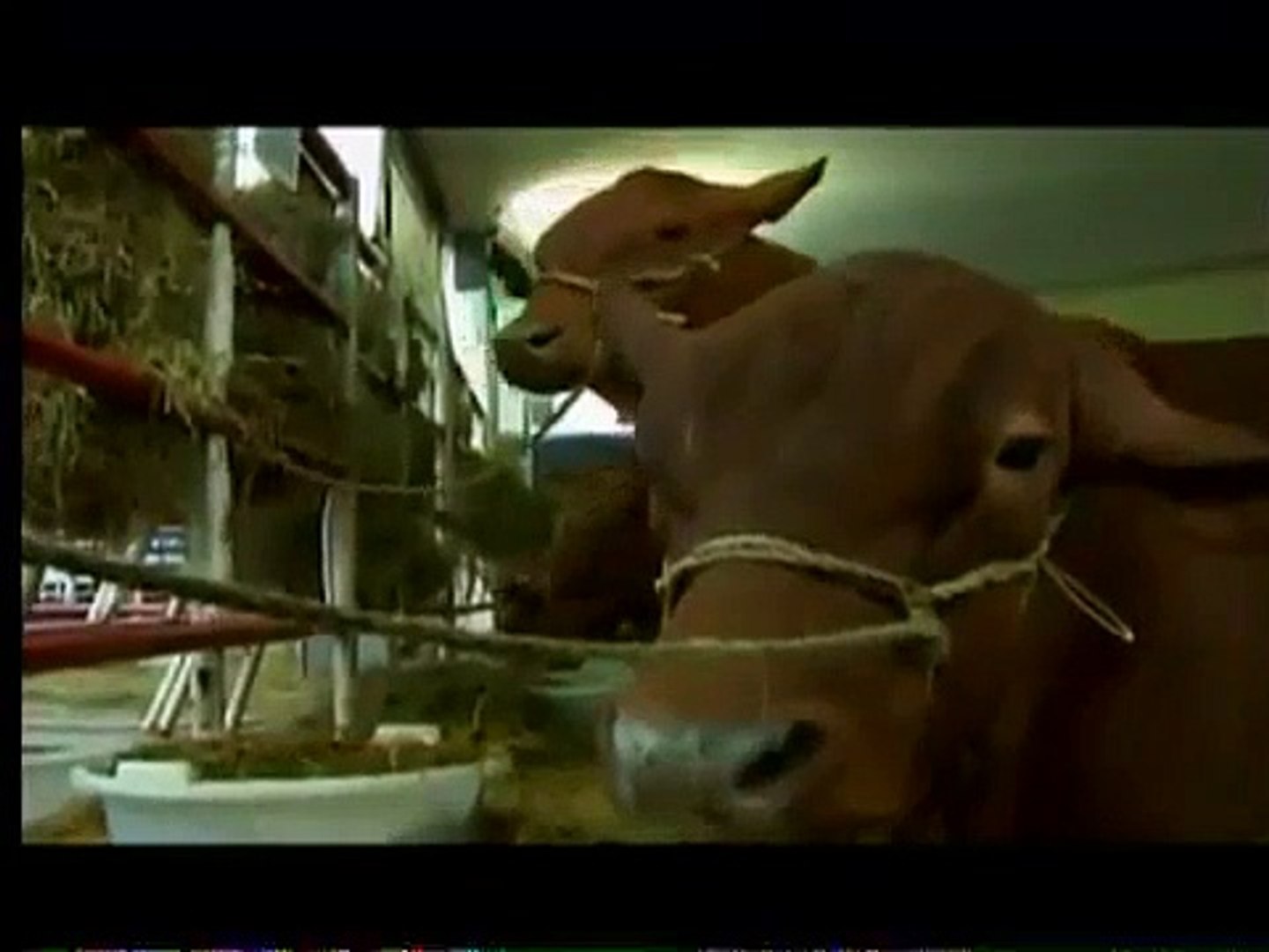 El tirano Maduro hablando a unas vacas - Vídeo Dailymotion