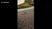 Bizarre moment pigeons spotted with tiny cowboy hats in Las Vegas