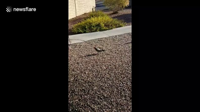 Bizarre moment pigeons spotted with tiny cowboy hats in Las Vegas
