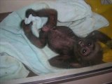 Kalaweit au secours des gibbons de Borneo