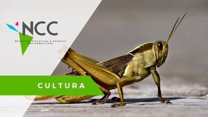 El in­gre­dien­te prehis­pá­ni­co que está re­vo­lu­cio­nan­do la gas­tro­no­mía mun­dial