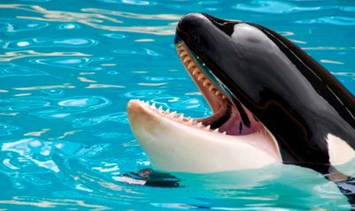 Esta orca asesina caza a un pájaro utilizando un pez como carnaza