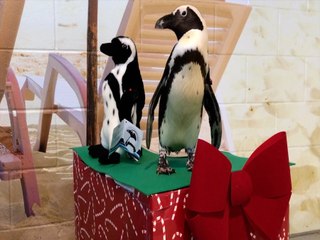 ADOPT A PENGUIN! Program at OdySea back for a second year - ABC15 Digital