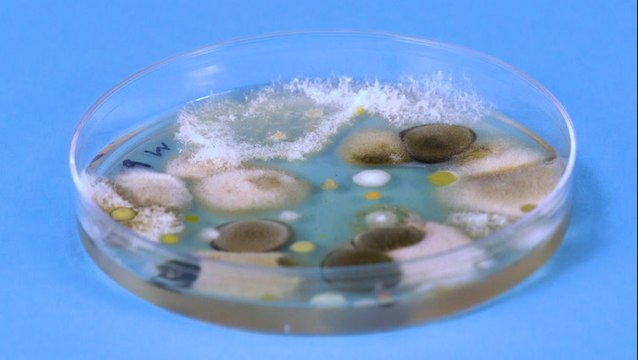 There are tens of thousands of mold spores in the air at all times, but that's just one reason why mold is so difficult to control