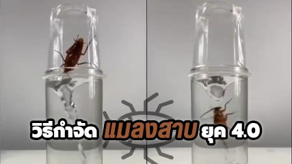 ฮาวทู : ฆาตกรรมแมลงสาบ ยุค 4.0 คนที่เกลียดแมลงสาบแห่ไลก์