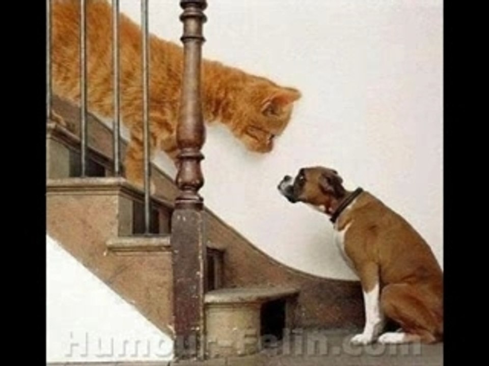 Draquis et ces chat