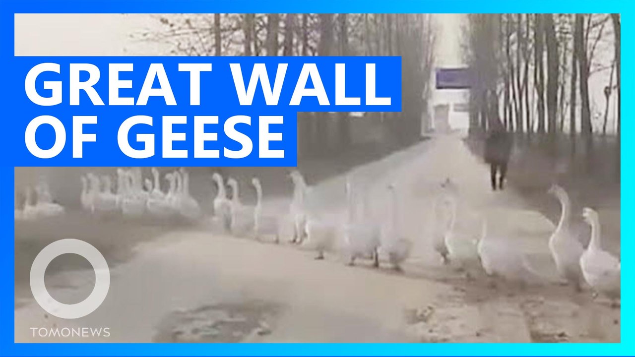 Chinese driver stuck waiting as thousands of geese cross road