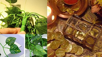 घर में लगा यह पौधा, चुंबक की तरह खींचता है पैसा !  this plant will rain money in the house! ।Boldsky