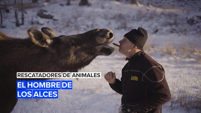 Rescatadores de animales: El hombre de los alces
