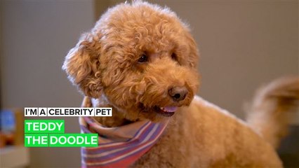I'm a Celebrity Pet! Teddy is officially “most huggable” on Instagram