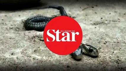 Çift başlı kobra köylüler arasında şaşkınlığa neden oldu