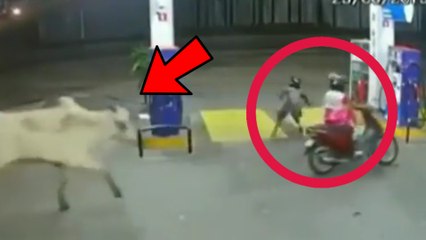 Cow chasing women who are riding bike near petrol bunk