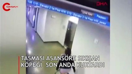 Köpeğin tasması asansöre sıkıştı! Son anda böyle kurtardı