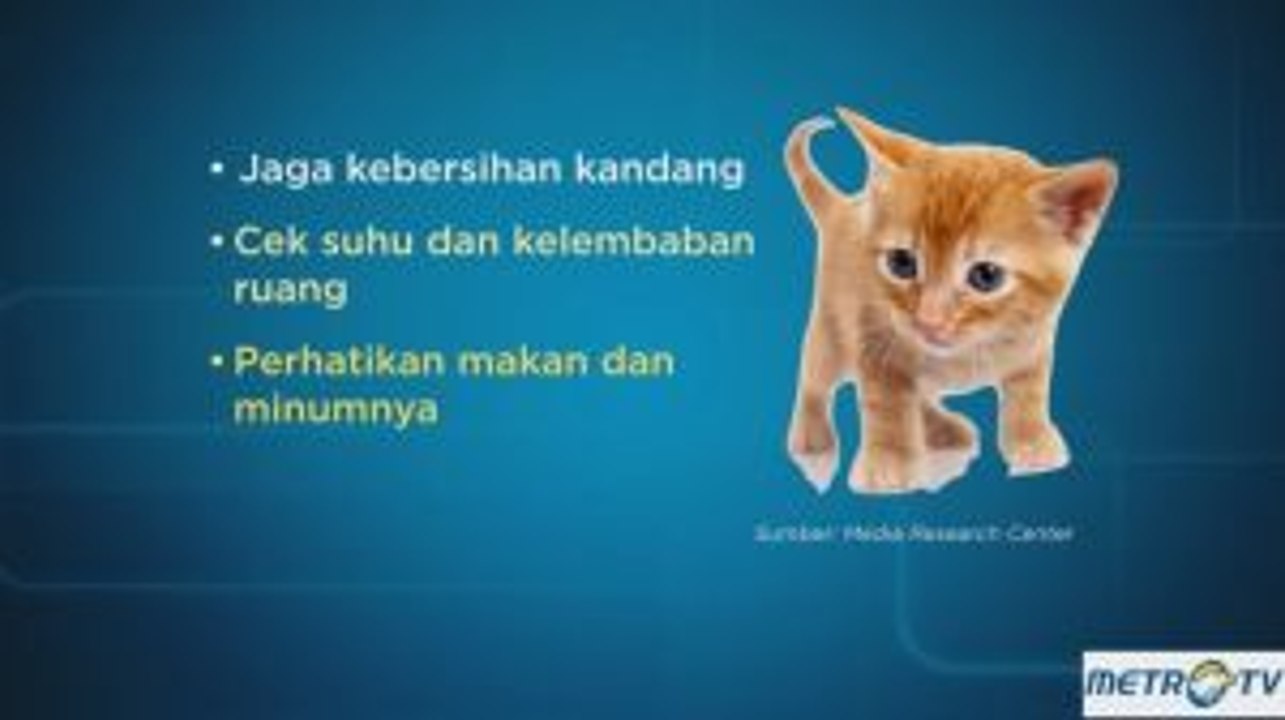 Tips Merawat Kucing