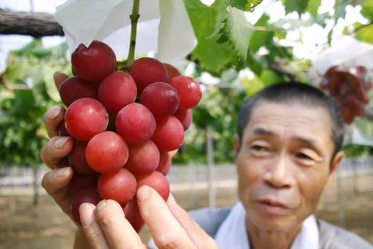 Voici les 6 fruits les plus chers du monde