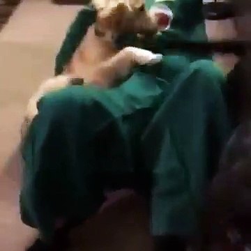 Ce gars s’est déguisé comme Gumby le jouet préféré de son chien. La surprise a vraiment plu à ce dernier.
