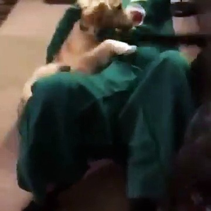 Ce gars s’est déguisé comme  Gumby le jouet préféré de son chien. La surprise a vraiment plu à ce dernier.