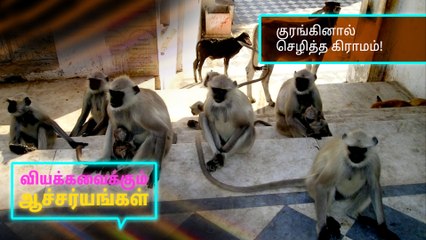 குர‌ங்‌கினா‌‌ல் செ‌ழி‌த்த ‌கிராம‌ம்..!