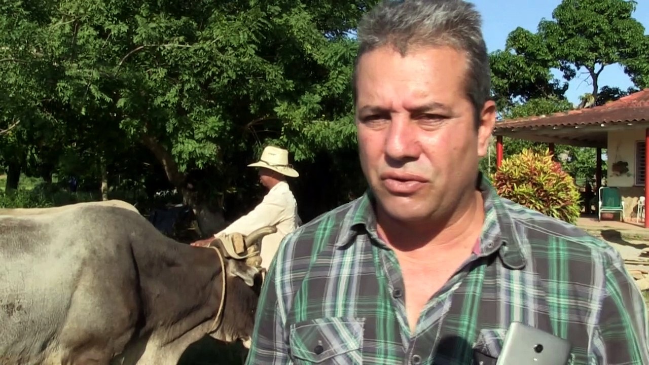 Benzinknappheit: Kubaner pflügen Felder mit Ochsen