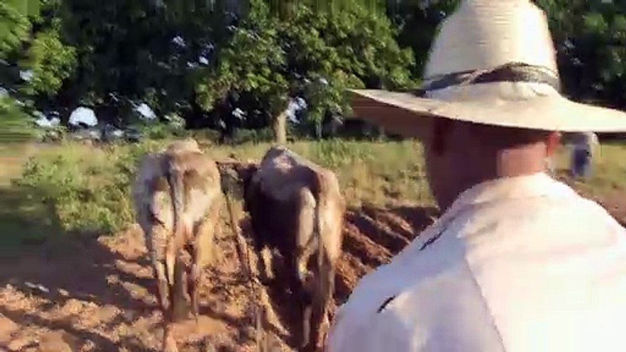 Benzinknappheit: Kubaner pflügen Felder mit Ochsen