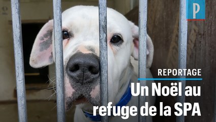 Noël à la SPA : « Les animaux ne sont pas des cadeaux »