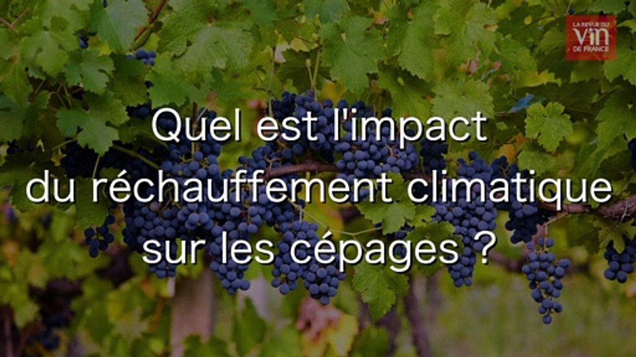"Les cépages oubliés, très utiles pour diminuer le degré d'alcool dans le vin"
