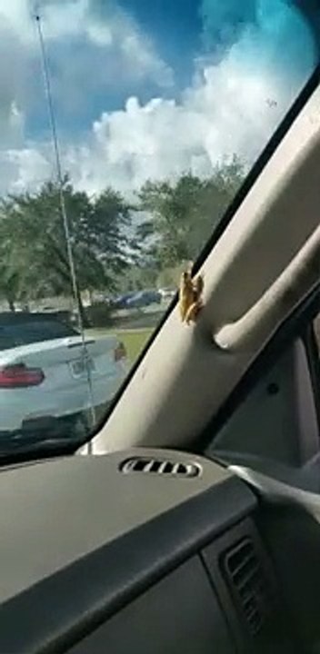 Une grenouille dans une voiture