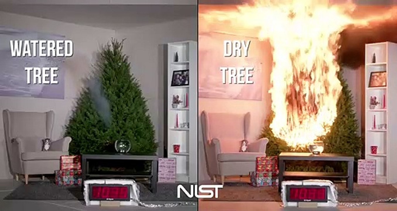 Voilà pourquoi il faut arroser son Sapin de noël