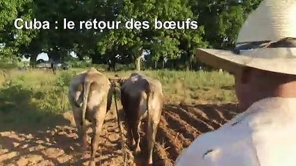 Faute d'essence, des bœufs et des chevaux pour faire bouger Cuba