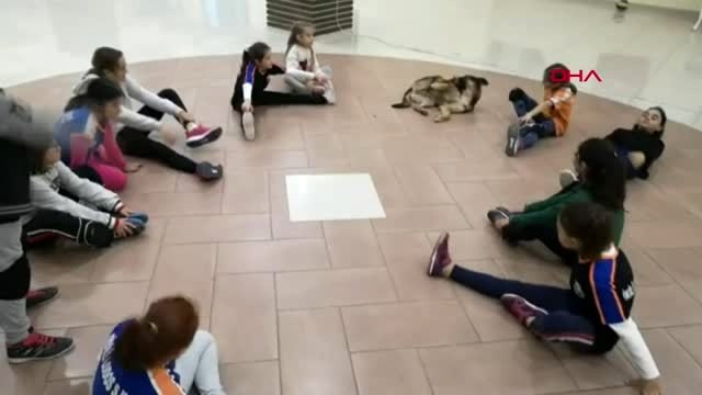 İzmir voleybol takımının antrenmanına katılan sokak köpeği, ısınma hareketleri yaptı