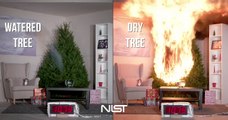 Voilà pourquoi il faut arroser son Sapin de noël