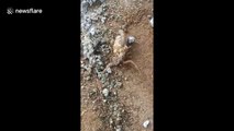 Rare footage of scorpion giving its babies a ride on it’s back in India