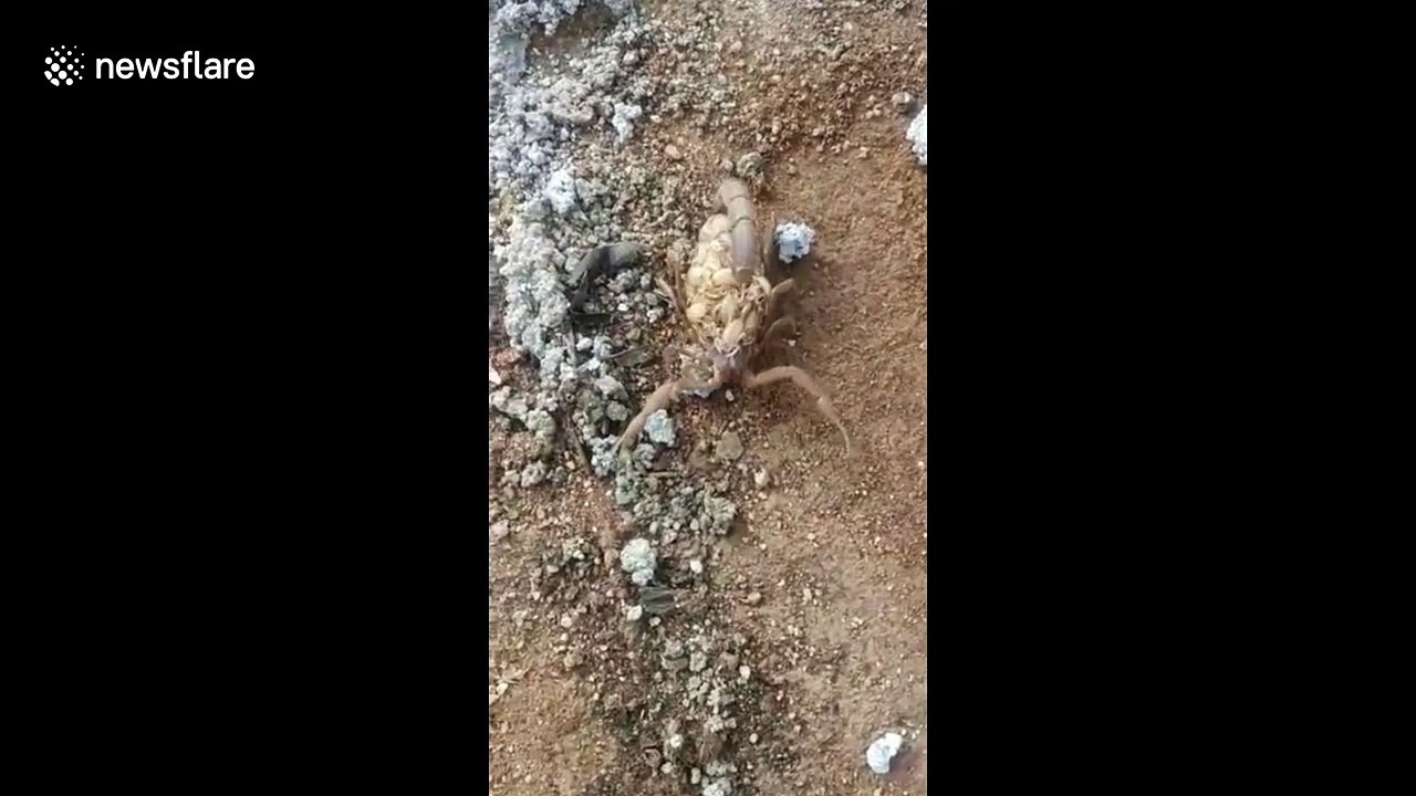 Rare footage of scorpion giving its babies a ride on it’s back in India