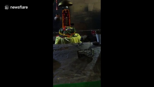 Indian officials release cobra found trapped inside rat trap at ancient Hindu temple