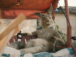 "Die Känguru-Chroniken": Trailer mit Rosalie Thomass und Henry Hübchen