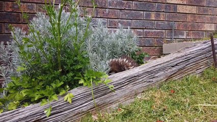 Echidna Plays Peek a Boo