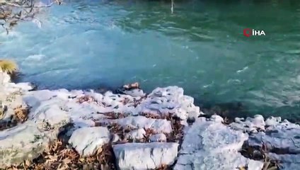 Şemdinli’de su samuru görüntülendi