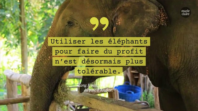 Les balades d'éléphants interdites au Cambodge