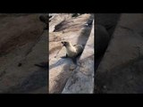 Seal Basking in the Sun Spits on Visitors