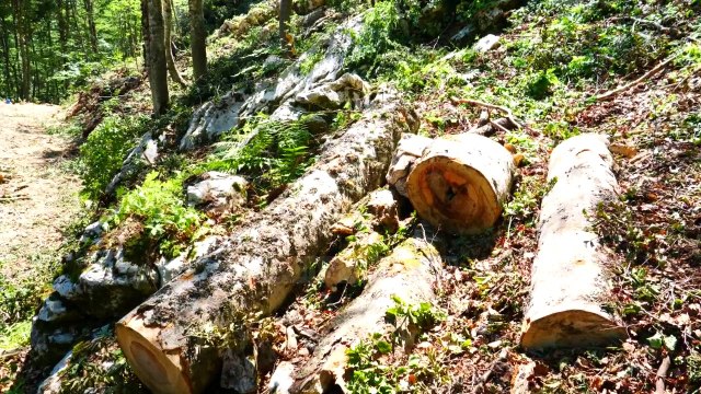 Skandali me pyjet në Librazhd/ Kompania që preu pyllin pa leje, fiton tender për ta prerë me leje