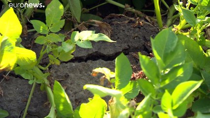 Bauernverband: Gewinne der Landwirte gehen deutlich zurück