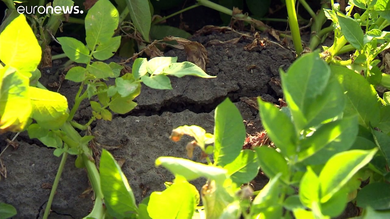 Bauernverband: Gewinne der Landwirte gehen deutlich zurück
