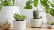 The Easiest Succulents You Can Grow Indoors