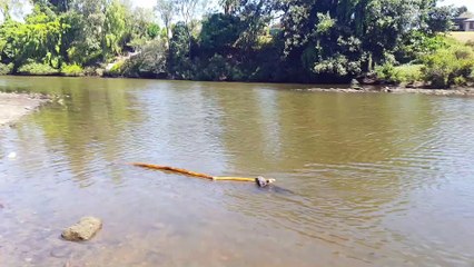 Tiny Dog Tries to Fetch Giant Stick
