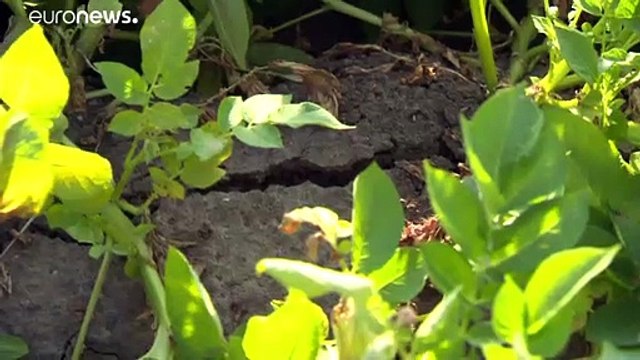 Lucros dos agricultores alemães em queda