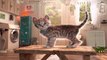 Kids Learn Colors, Puzzles, Pet Costumes - Fun Pet Animals Care Games - Little Kitten Adventure