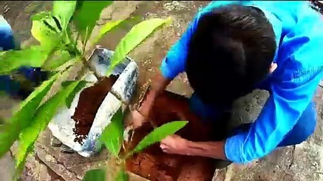 Disk Arbol-Proyecto de algunas municipalidades para fomentar los árboles en las ciudades